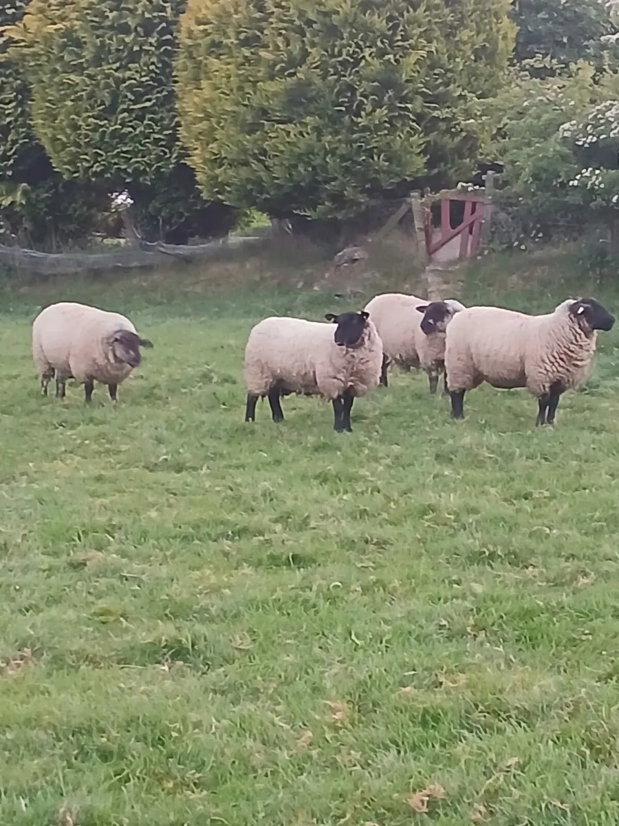 EWE HOGGETS REQUIRED - Image 1