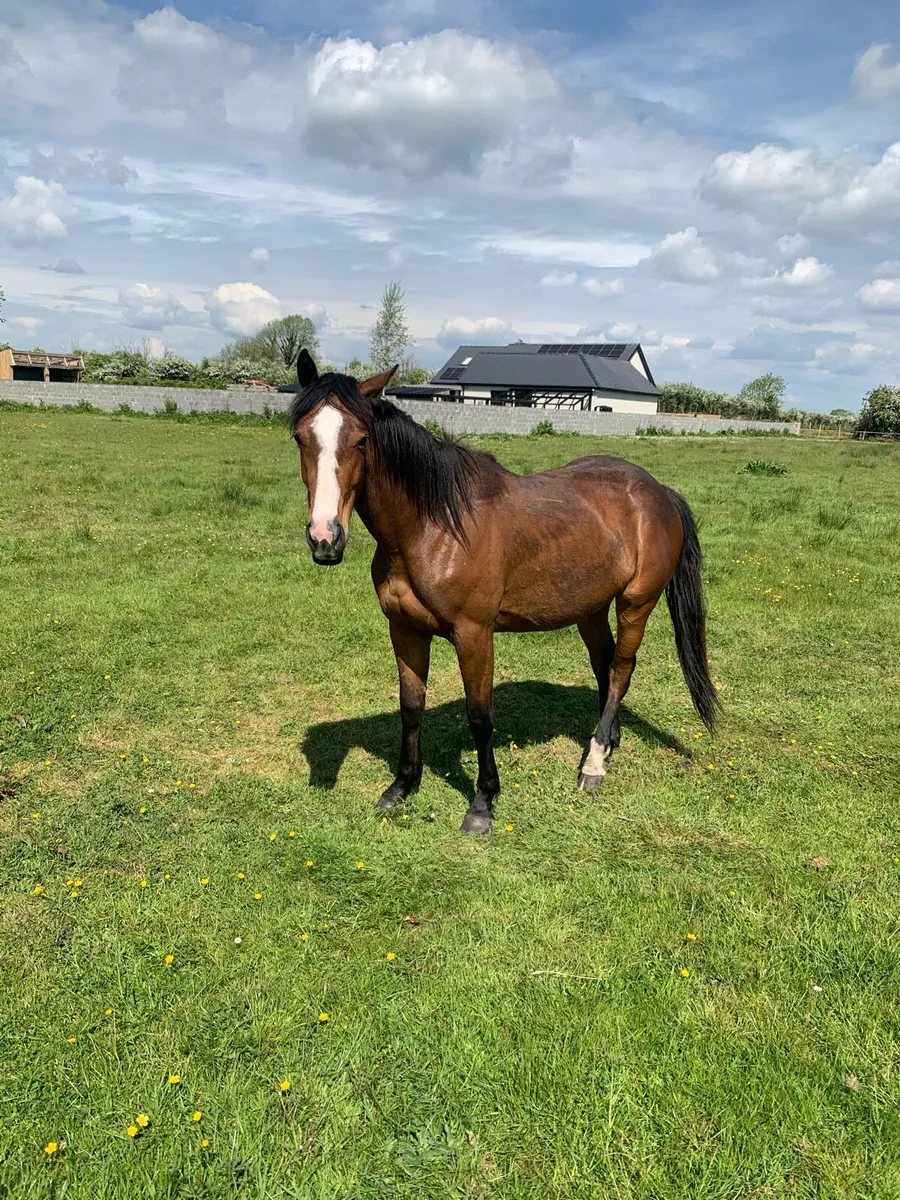 Class Filly - Image 1