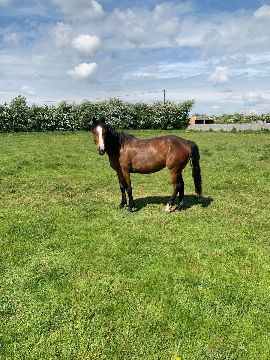 Class Filly - Image 2