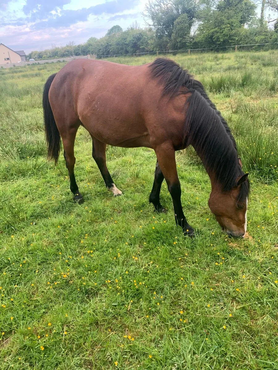 Class Filly - Image 3