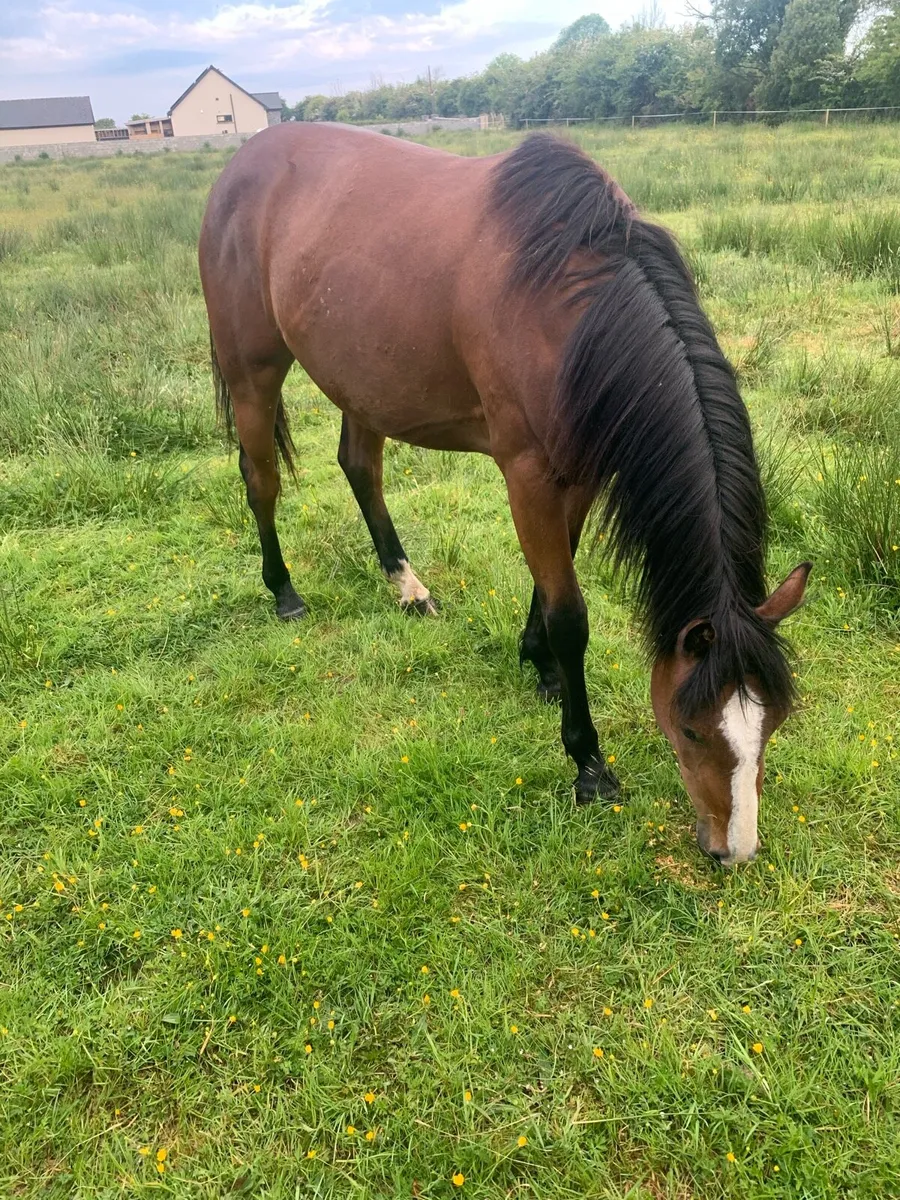Class Filly - Image 4