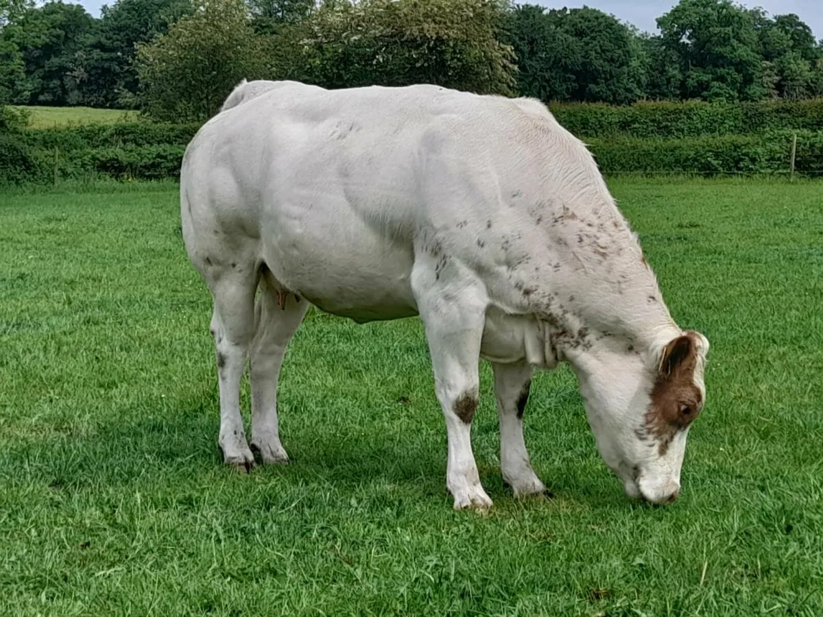 BBX U Grade In Calf Heifer - Image 1