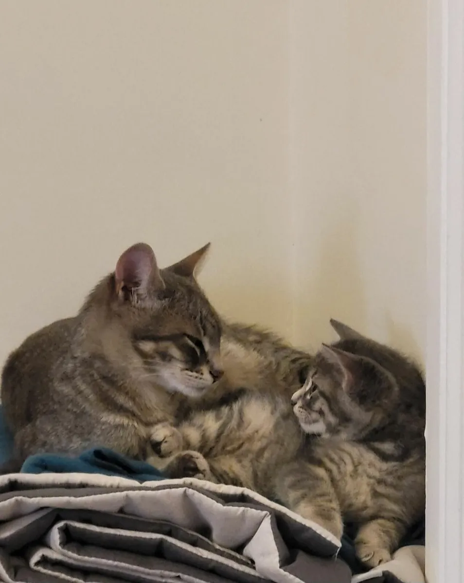 Kittens - Image 2