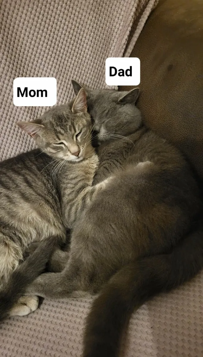 Kittens - Image 3