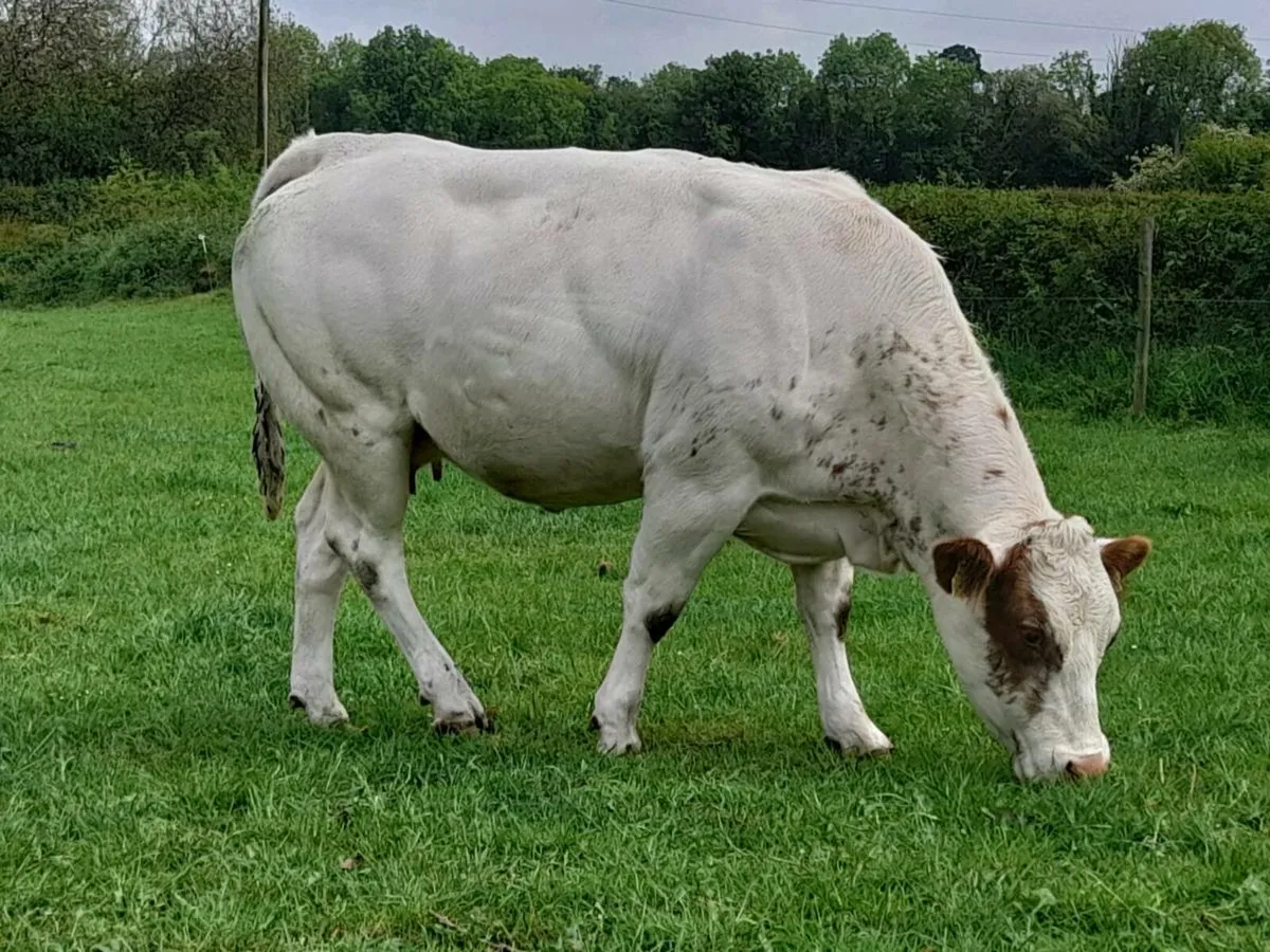 BBX U Grade In Calf Heifer - Image 2