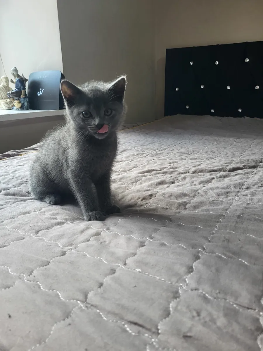 Kittens - Image 4