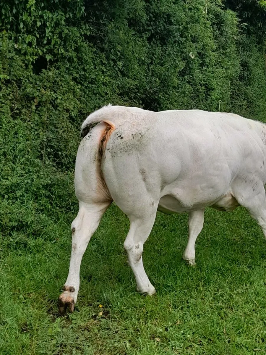 BBX U Grade In Calf Heifer - Image 3