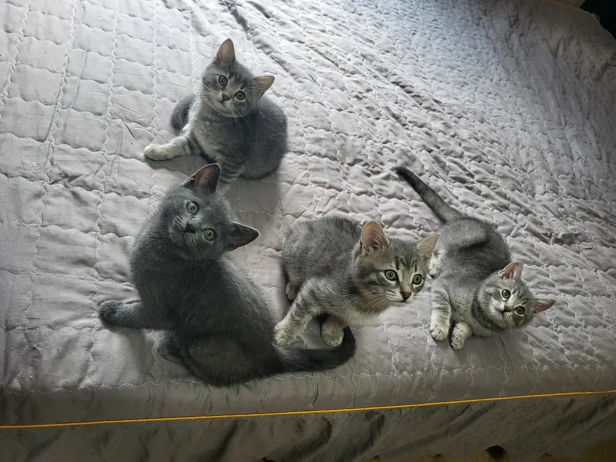 Kittens - Image 1