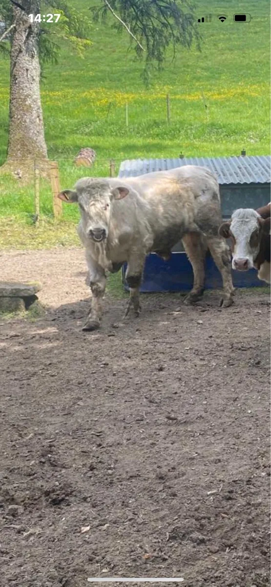 Bull - Image 1