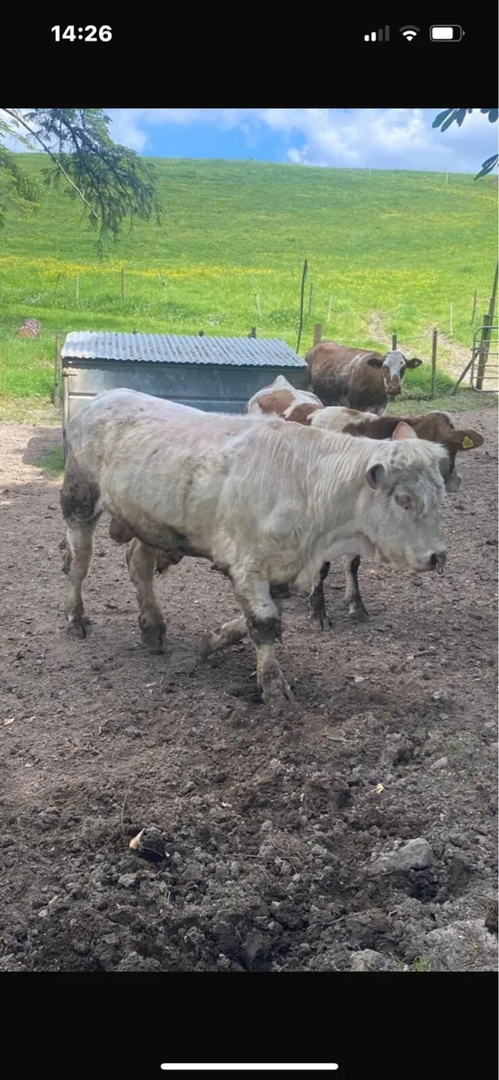 Bull - Image 2