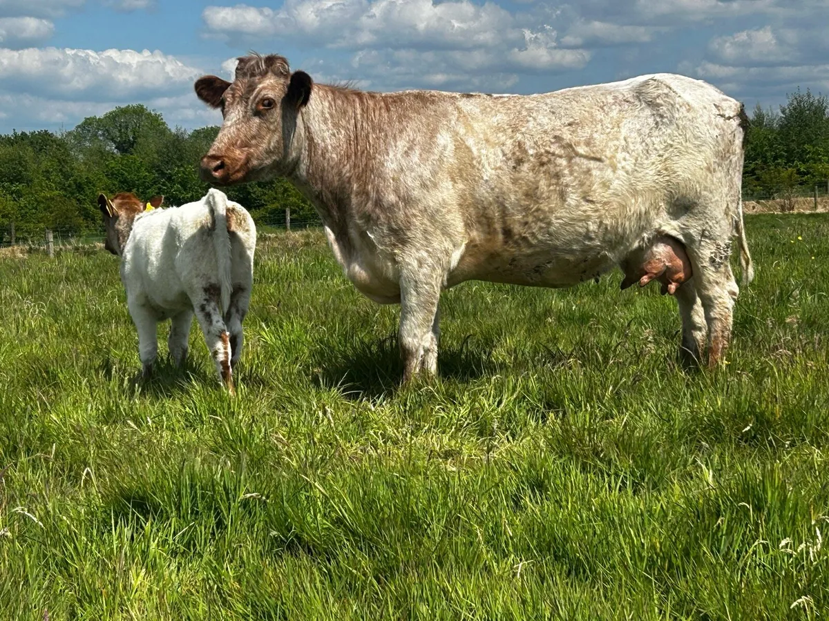 4 Star Roan Shorthorn Cow & Heifer Calf - Image 1