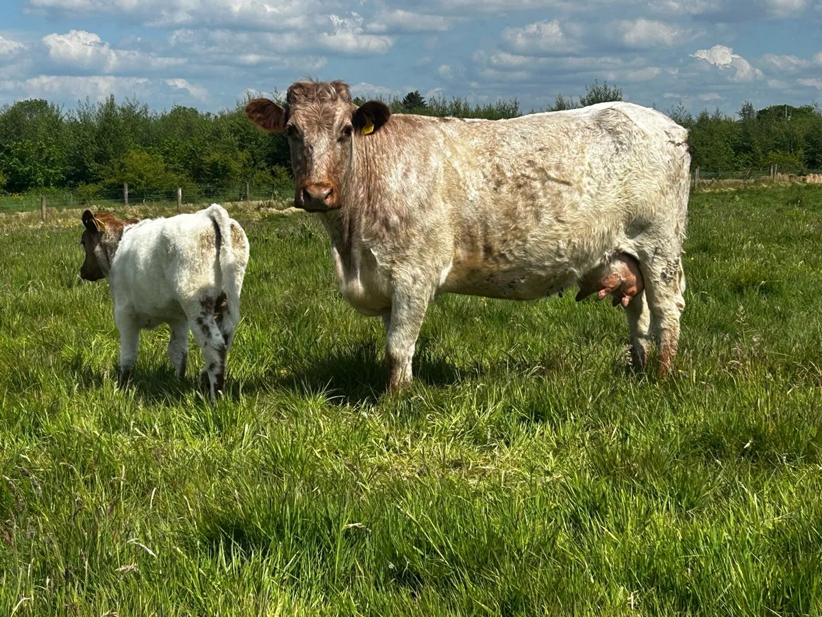4 Star Roan Shorthorn Cow & Heifer Calf - Image 2
