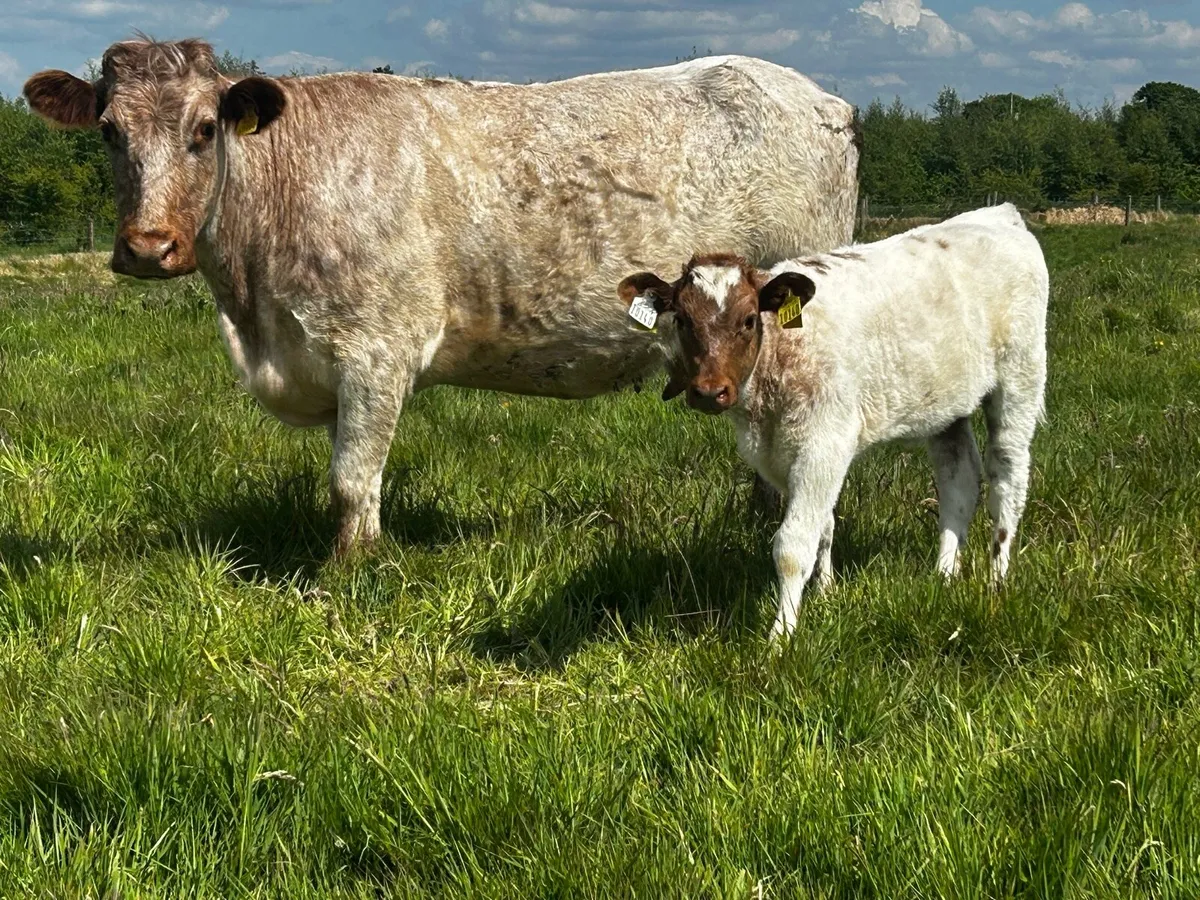4 Star Roan Shorthorn Cow & Heifer Calf - Image 3