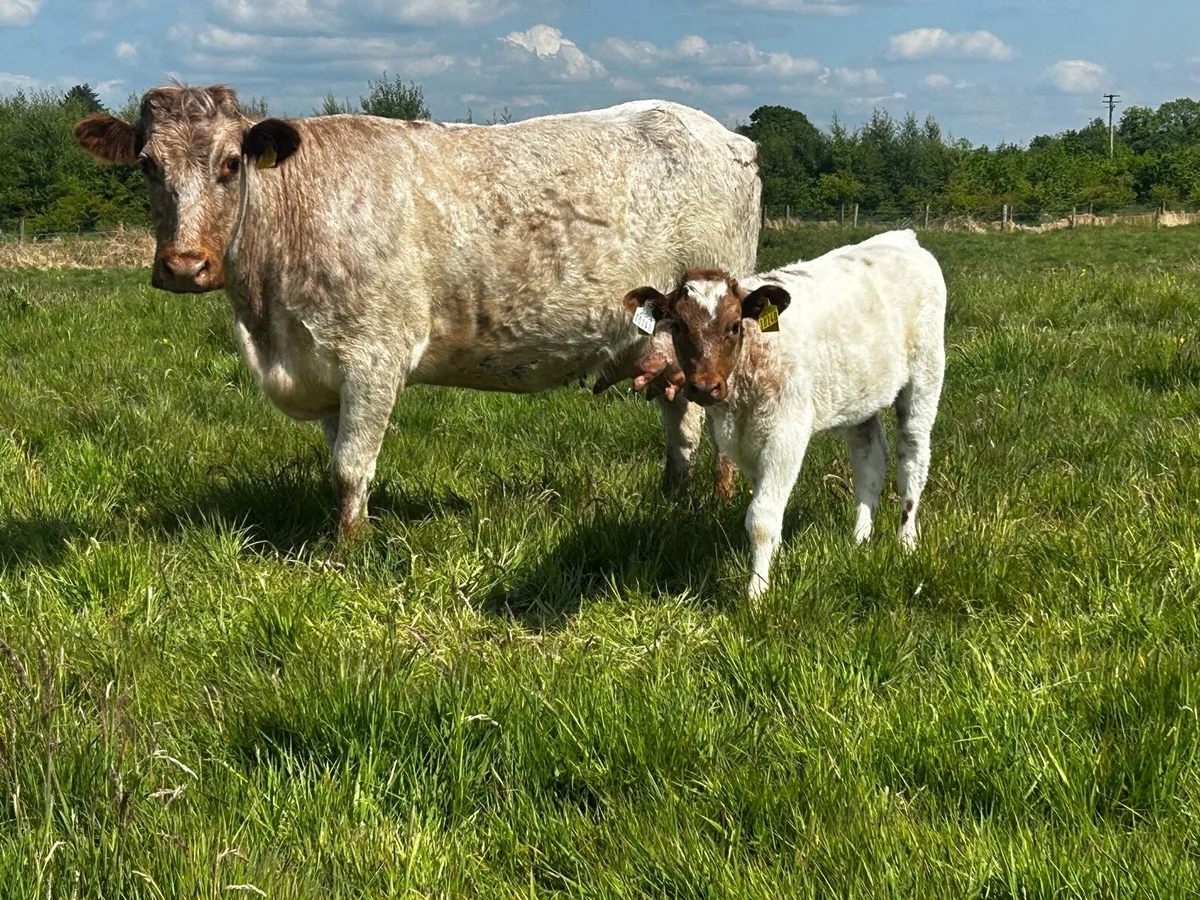 4 Star Roan Shorthorn Cow & Heifer Calf - Image 4