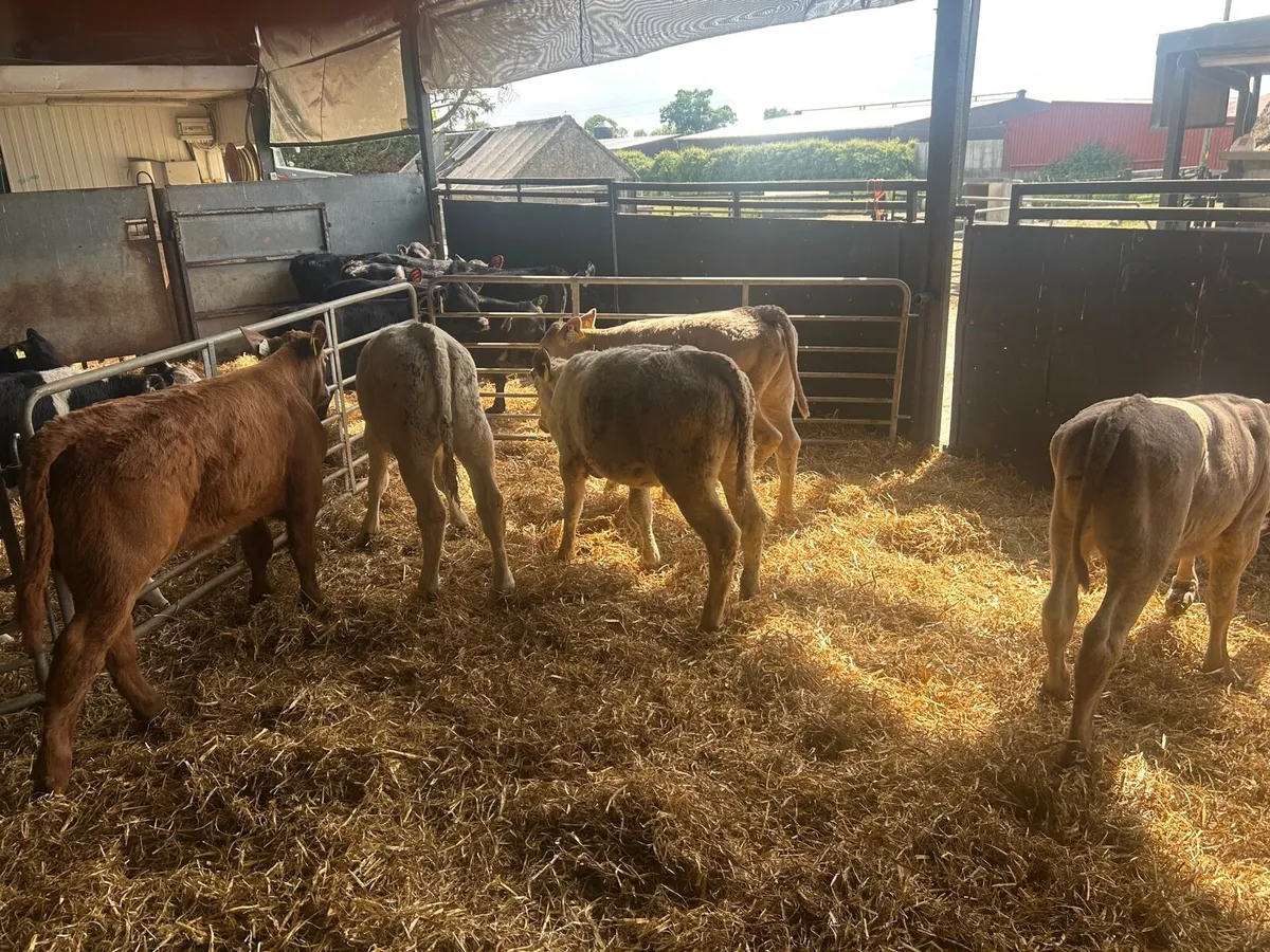 5 super charlaois runner heifers - Image 1