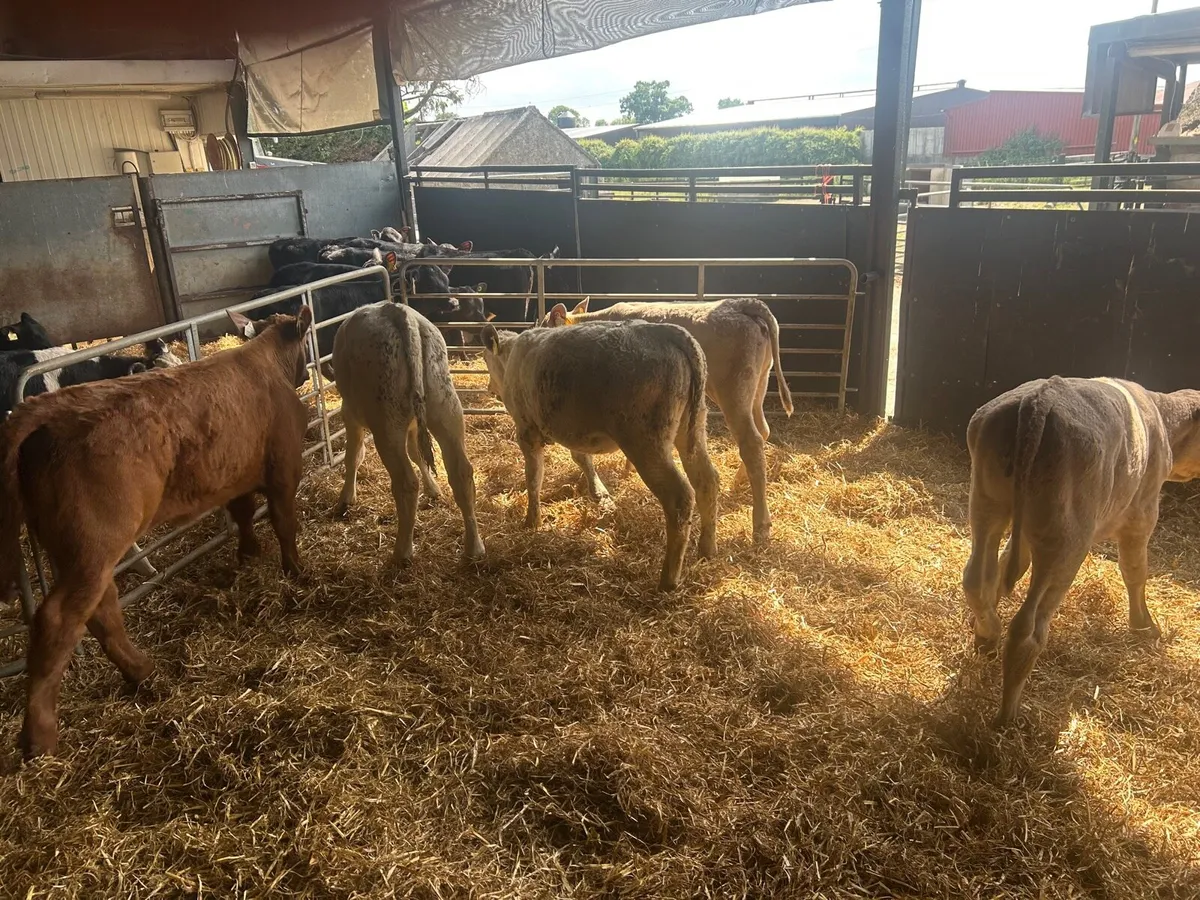5 super charlaois runner heifers - Image 2