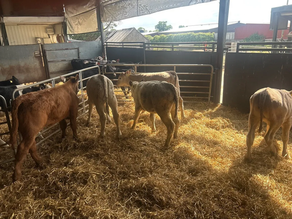 5 super charlaois runner heifers - Image 3
