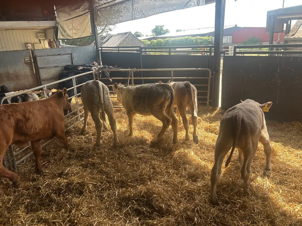 5 super charlaois runner heifers - Image 4