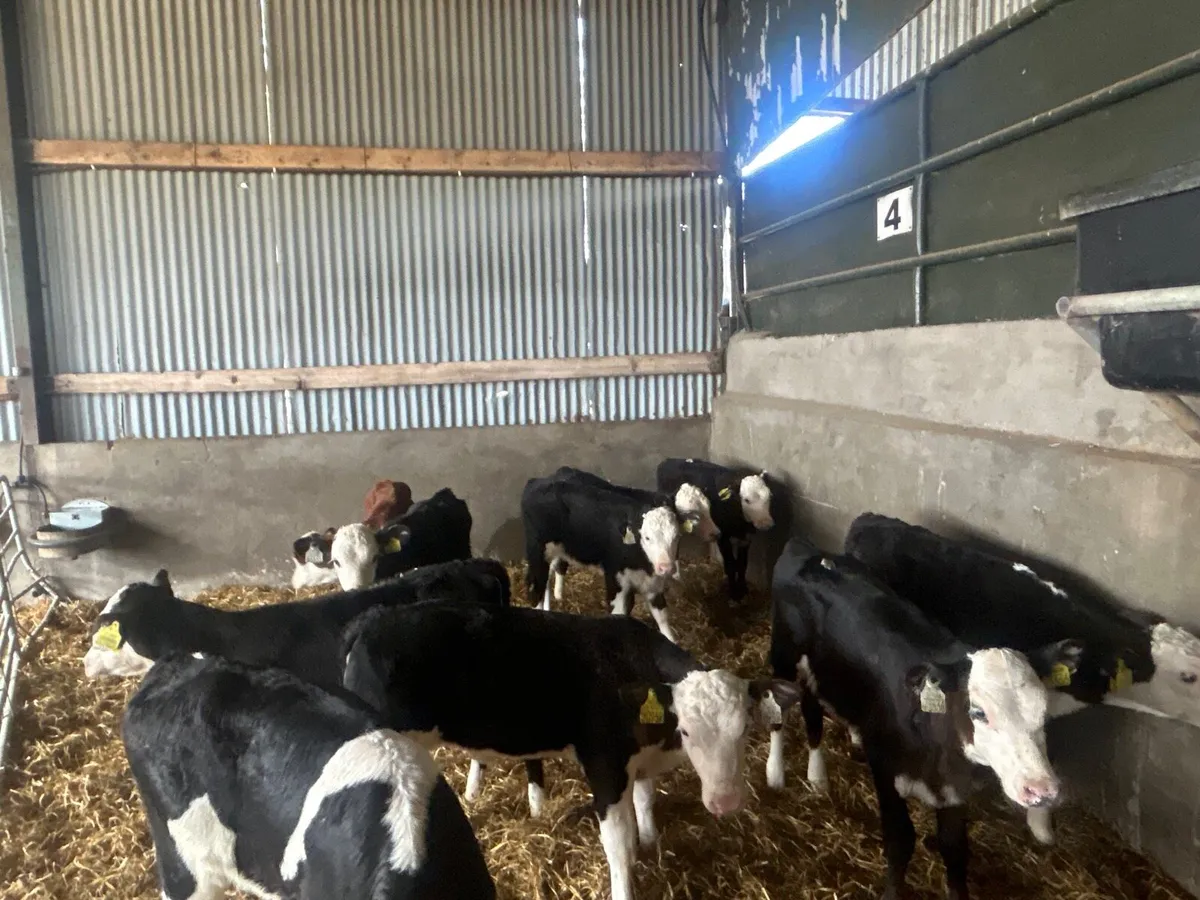 10 super Hereford reared heifers - Image 1