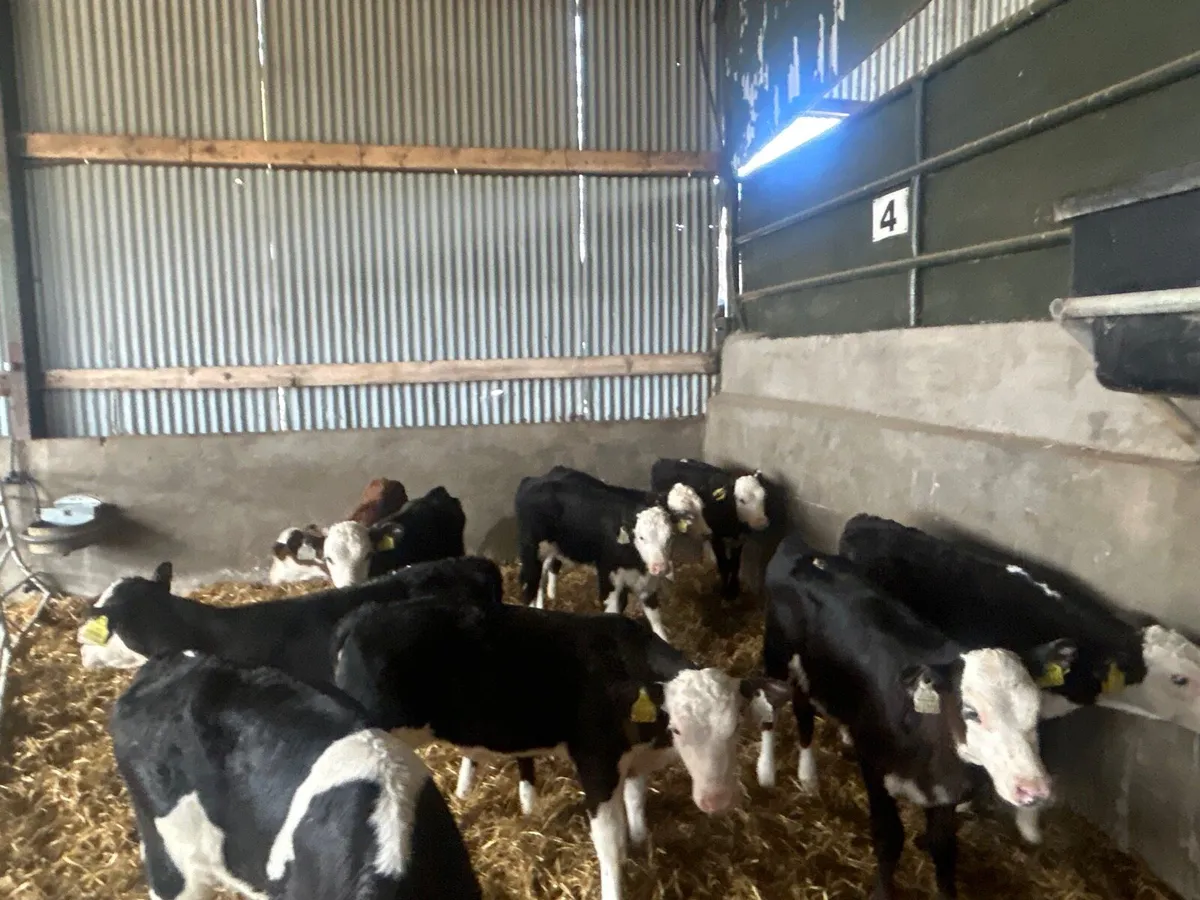 10 super Hereford reared heifers - Image 2