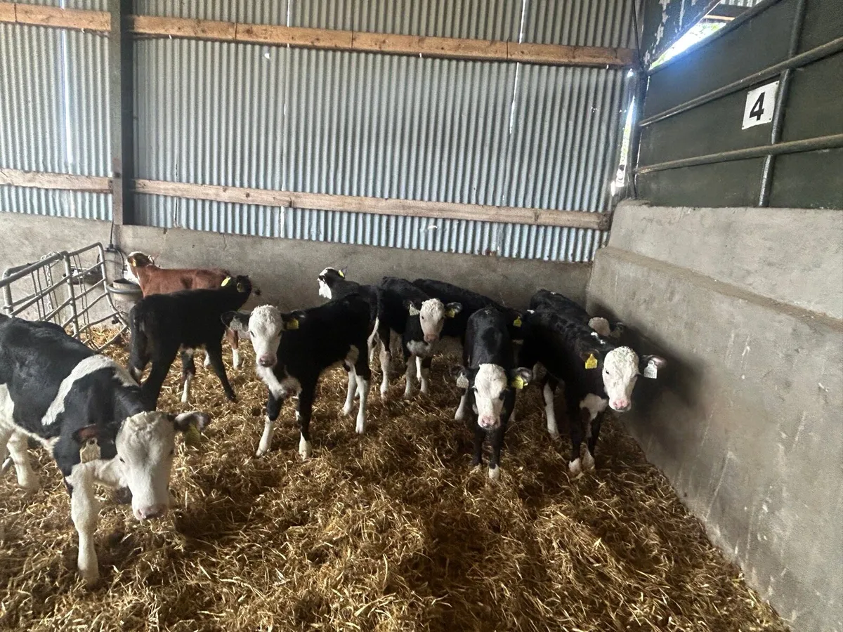 10 super Hereford reared heifers - Image 3