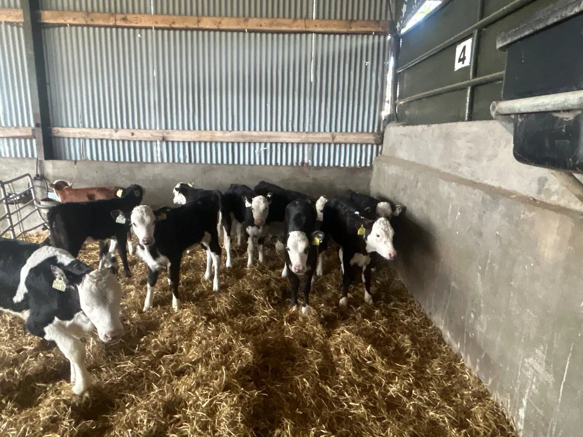 10 super Hereford reared heifers - Image 4