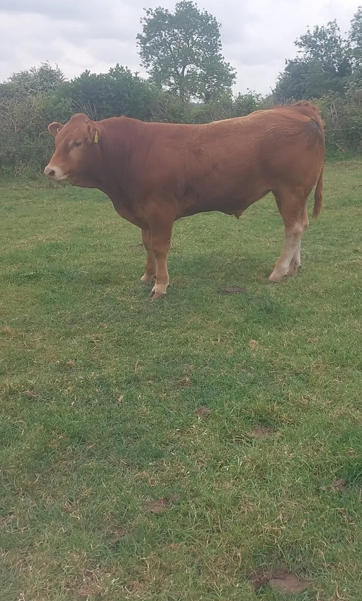 Limousin bull - Image 1