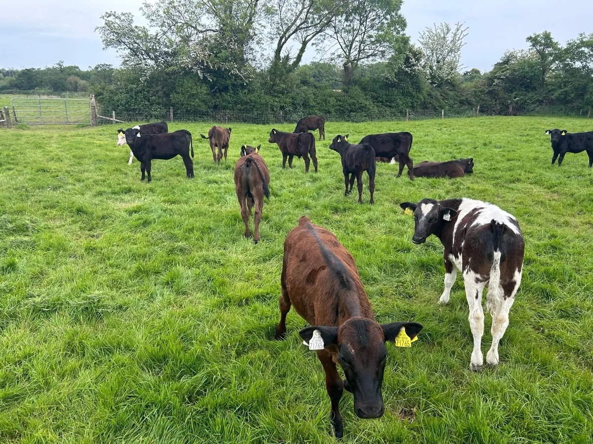 Weaned Calves on grass with a month - Image 2