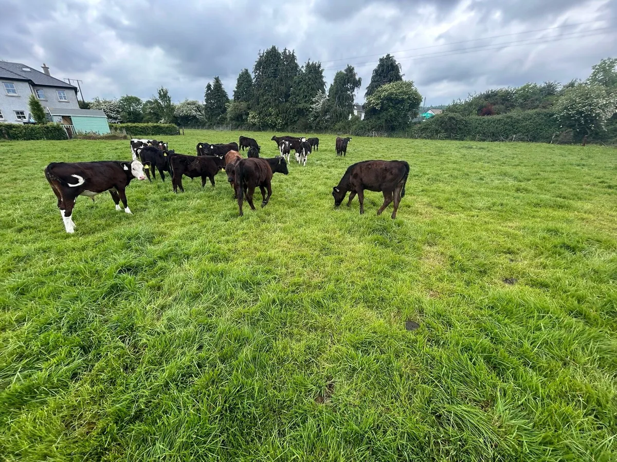 Weaned Calves on grass with a month - Image 3