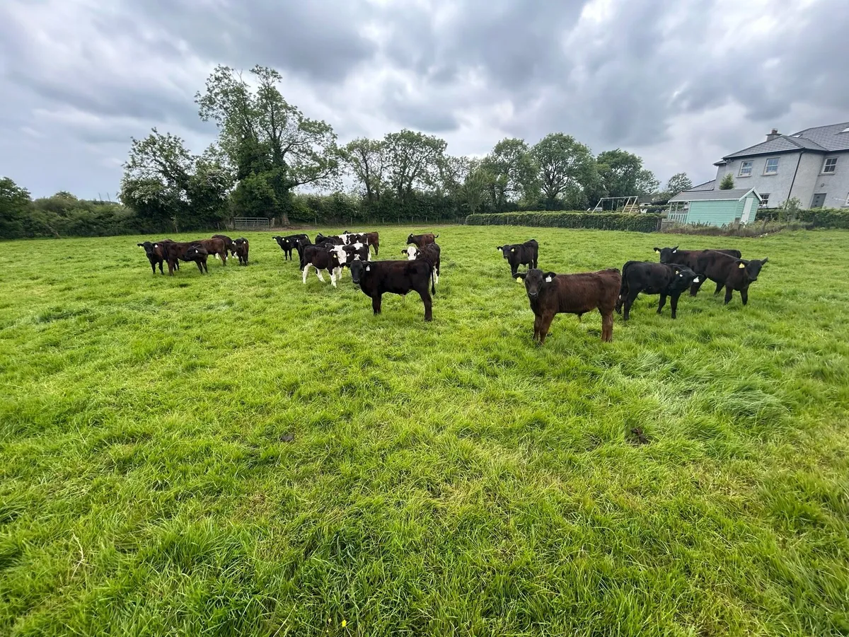 Weaned Calves on grass with a month - Image 4