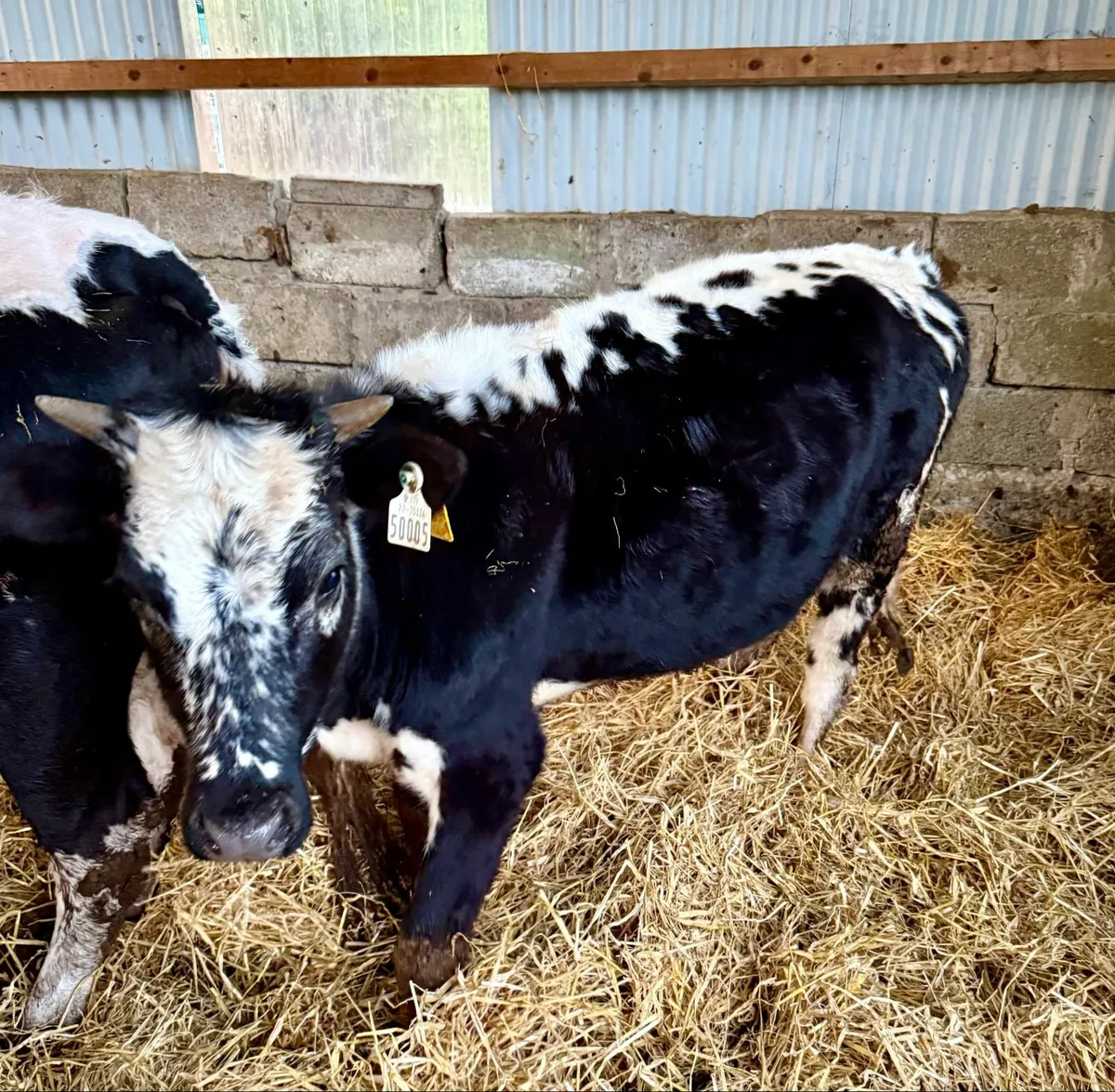 Organic Droimeann Heifer,eligible for ACRES scheme - Image 1