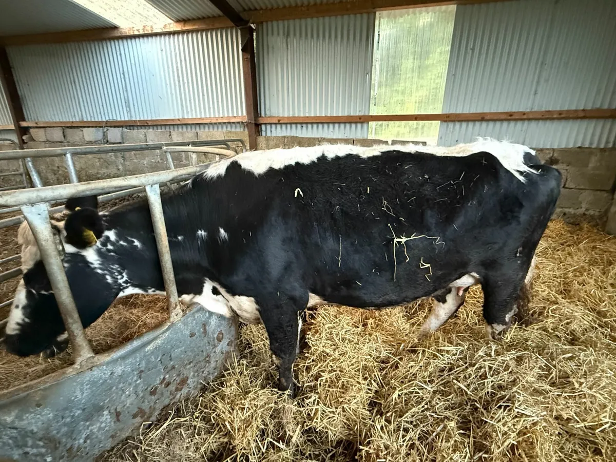 Organic Droimeann Heifer,eligible for ACRES scheme - Image 2