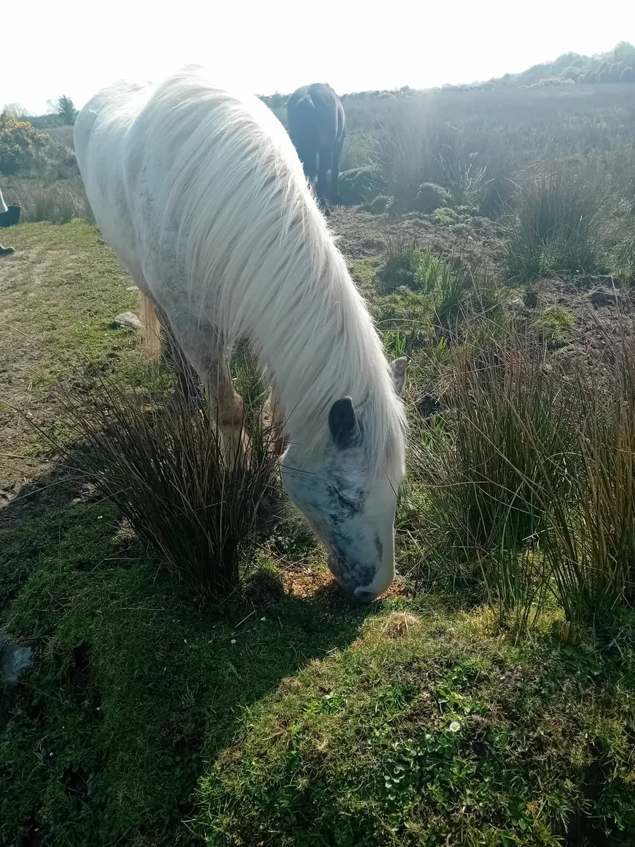 Ponies - Image 3