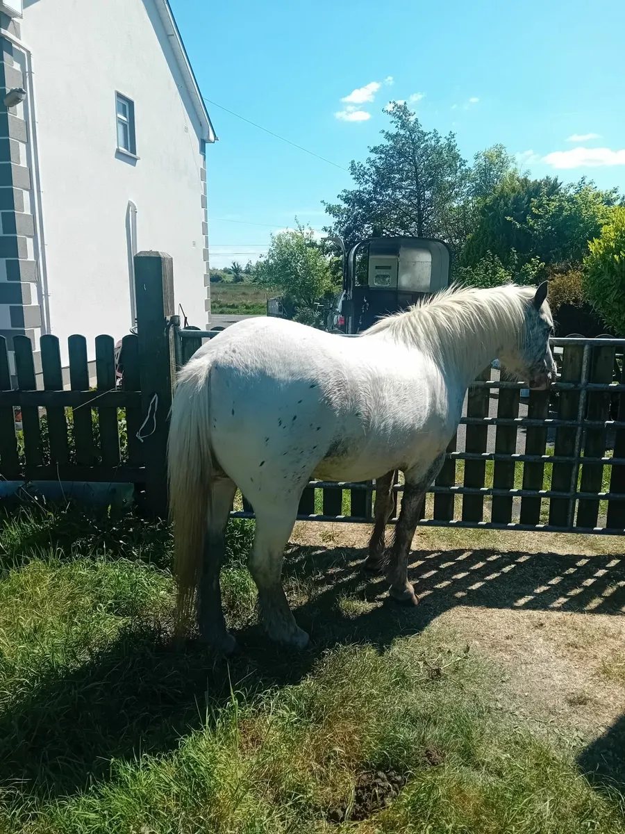Ponies - Image 4