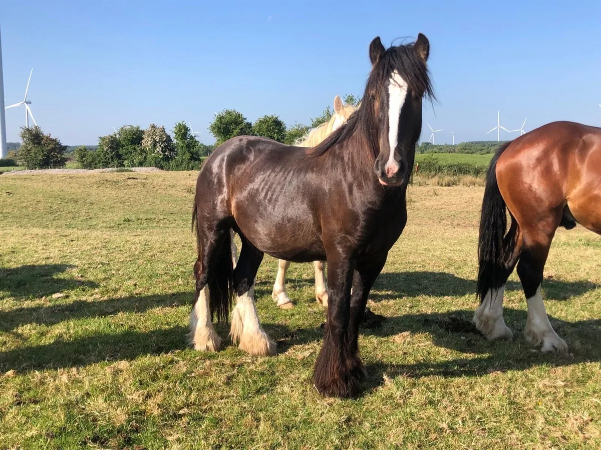 3 year old Black Colt - Image 1