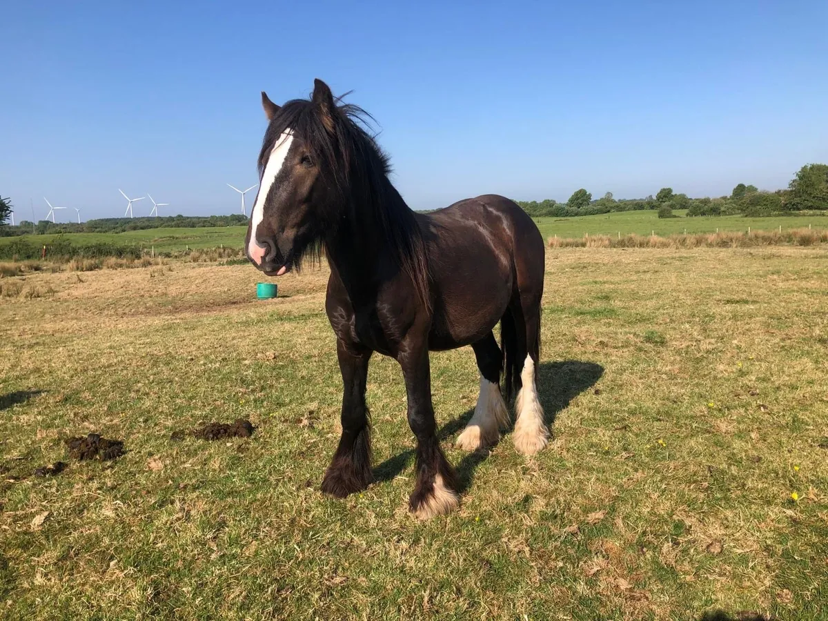 3 year old Black Colt - Image 2