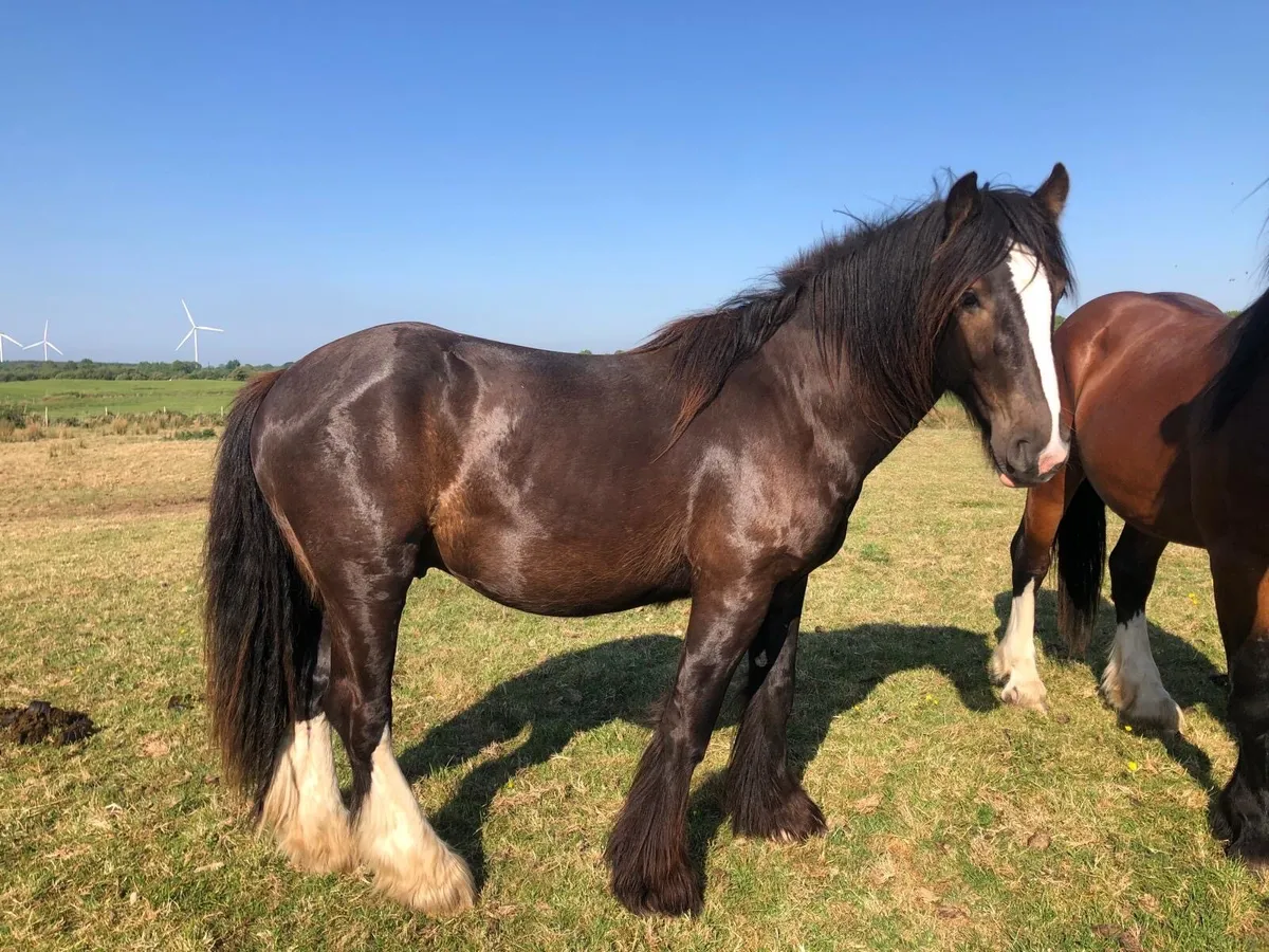 3 year old Black Colt - Image 3