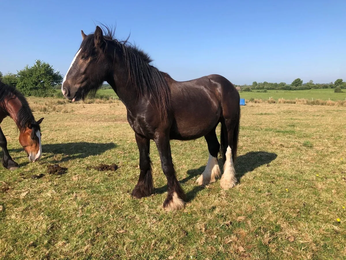 3 year old Black Colt - Image 4