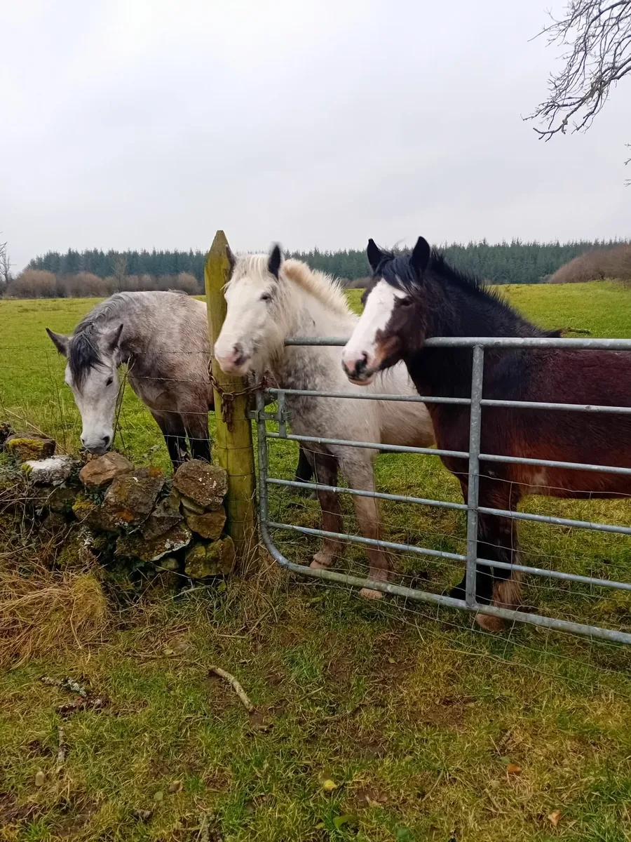 Ponies - Image 1