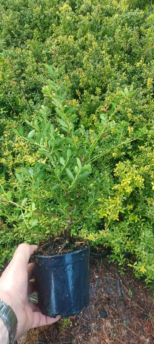 Box hedging alternative - Image 1