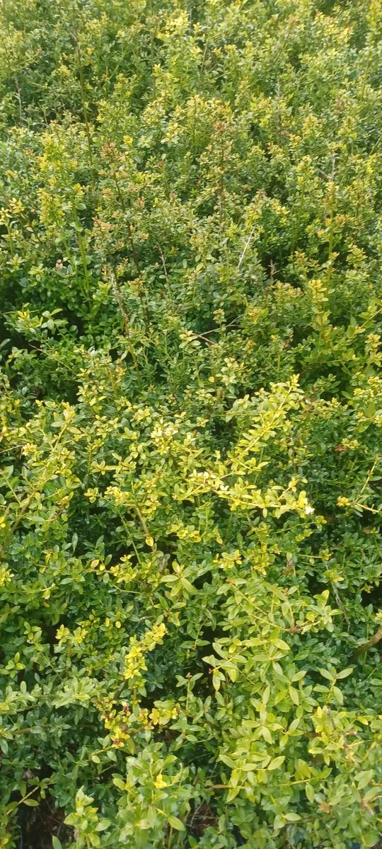 Box hedging alternative - Image 2
