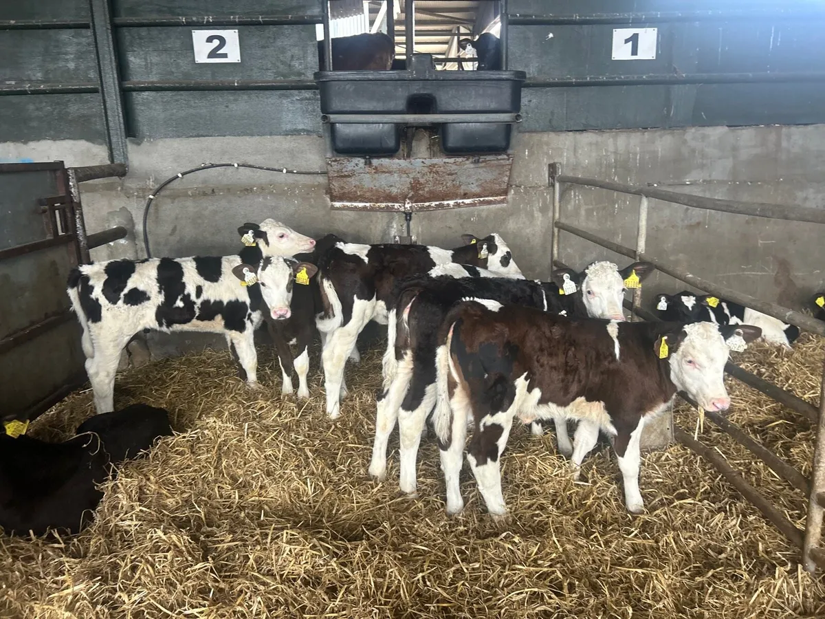 10 super Simmental reared heifers - Image 1
