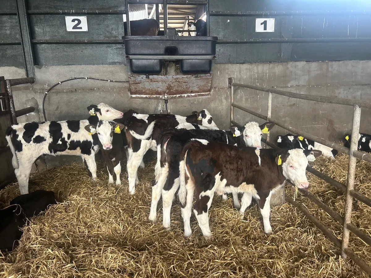 10 super Simmental reared heifers - Image 2