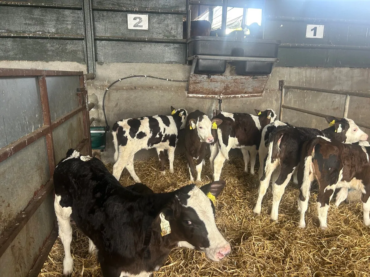 10 super Simmental reared heifers - Image 3