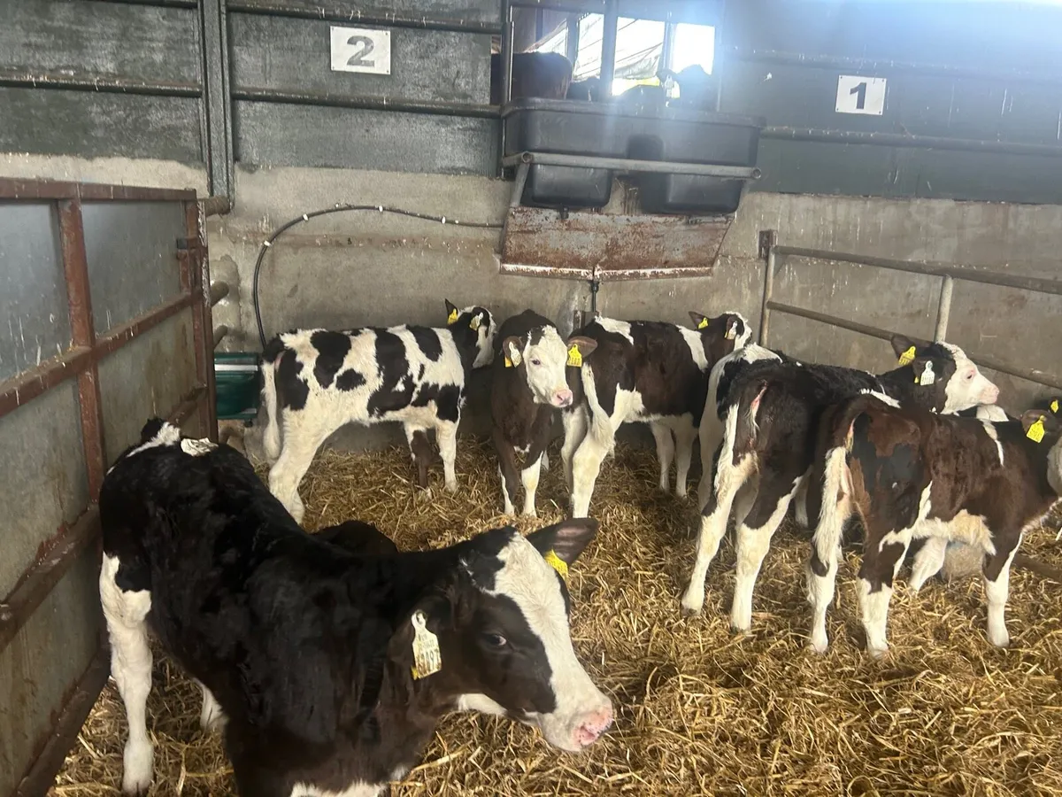 10 super Simmental reared heifers - Image 4