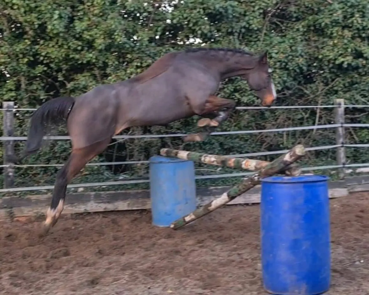 10yo Bay Gelding TB - Image 1