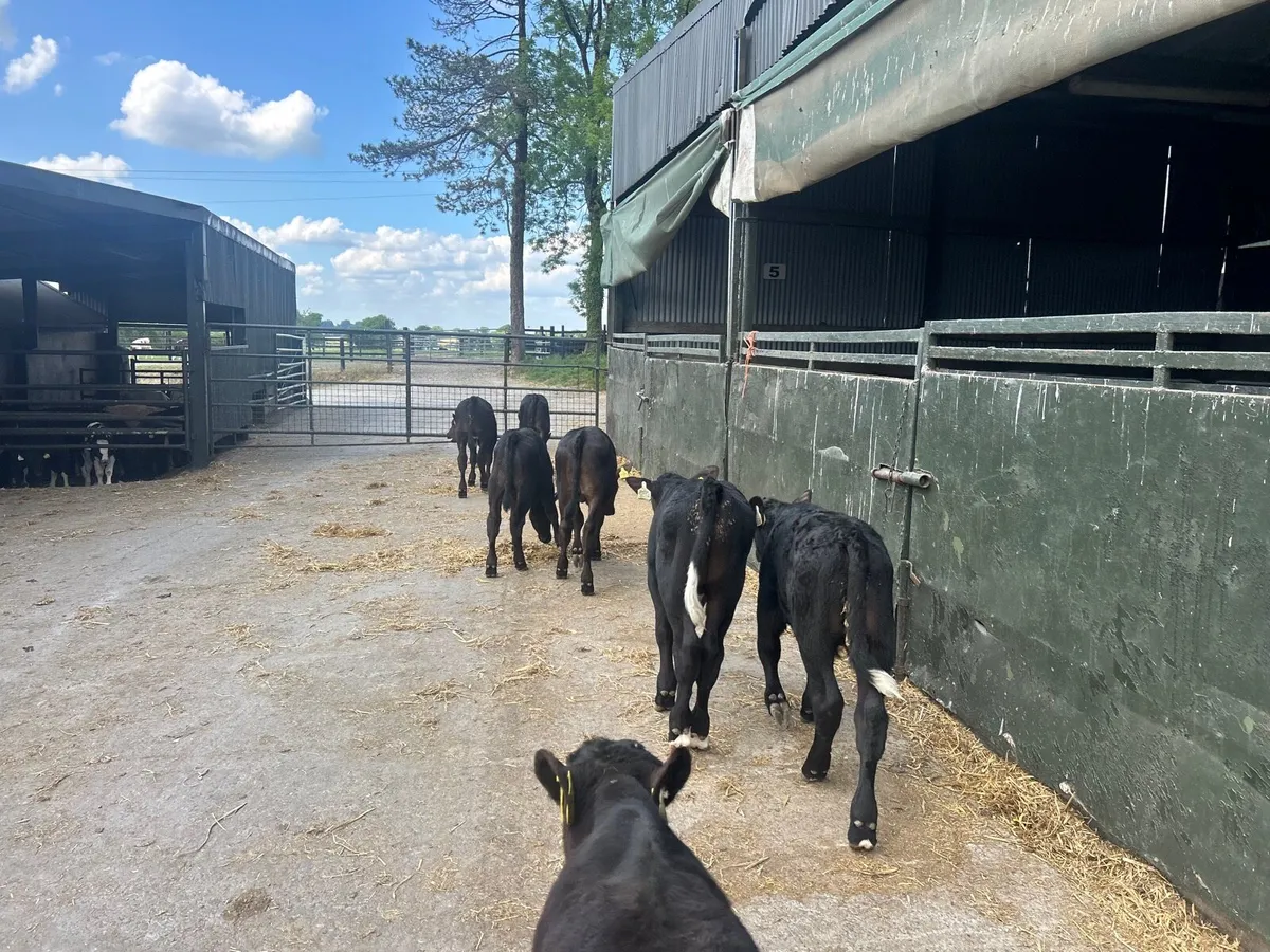 8 super  Angus  bull runners - Image 1