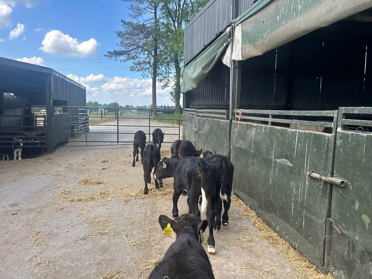 8 super  Angus  bull runners - Image 2