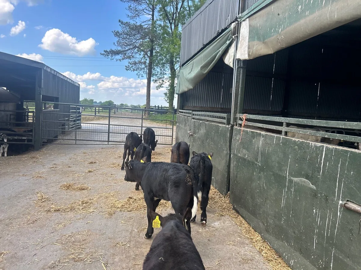 8 super  Angus  bull runners - Image 3
