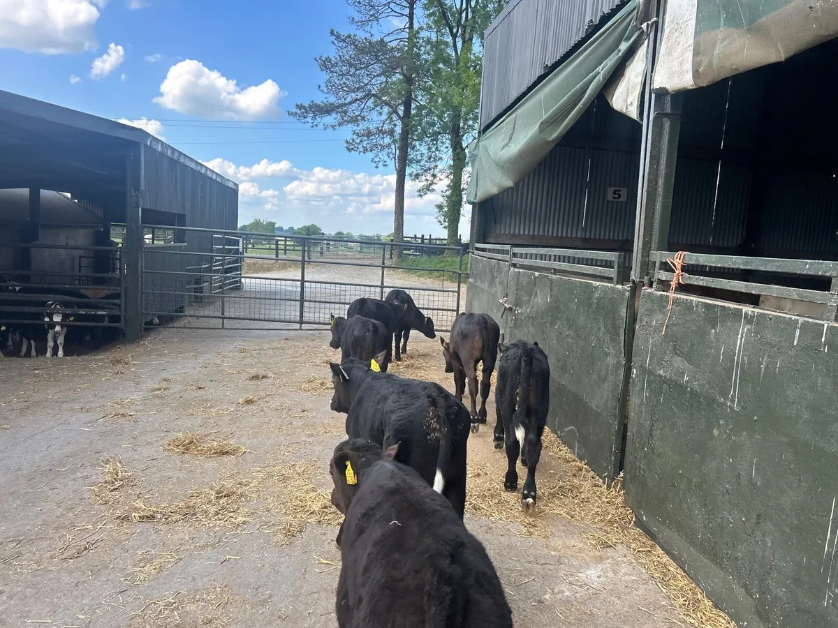 8 super  Angus  bull runners - Image 4